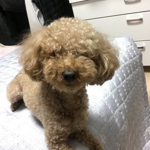 강아지분실실종 충청북도 괴산군