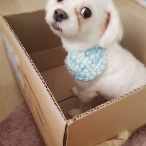 강아지분실실종 부산광역시 수영구