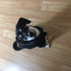 강아지분실실종 경기도 광주시