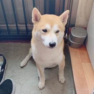강아지분실실종 경기도 고양시 덕양구