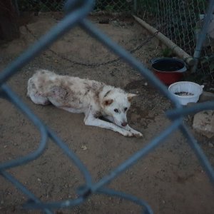 강아지분실실종 경기도 고양시 일산서구