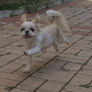 강아지분실실종 강원도 원주시