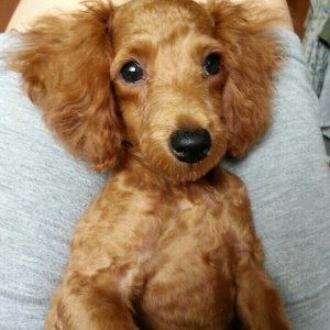 강아지분실실종 부산광역시 동구