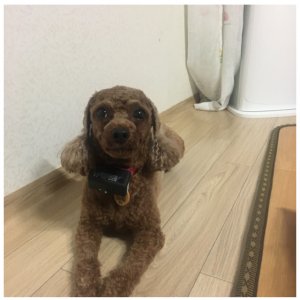 강아지분실실종 충청남도 아산시