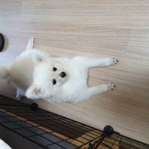 강아지분실실종 인천광역시 동구