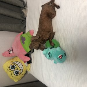 강아지분실실종 경상북도 상주시