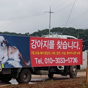 강아지분실실종 충청남도 서산시