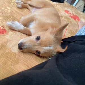 강아지분실실종 광주광역시 광산구