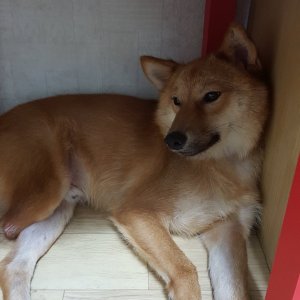 강아지분실실종 강원도 삼척시