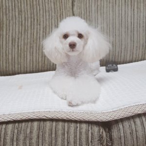 강아지분실실종 전라북도 익산시