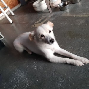 강아지분실실종 경기도 김포시