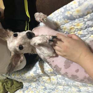 강아지분실실종 울산광역시 동구
