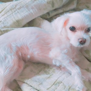 강아지분실실종 충청남도 서산시
