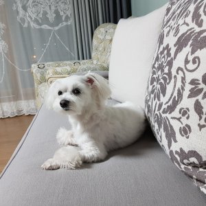 강아지분실실종 경상북도 구미시