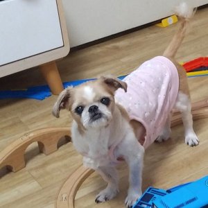 강아지분실실종 충청남도 서산시