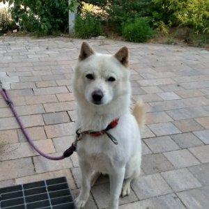 강아지분실실종 충청남도 계룡시
