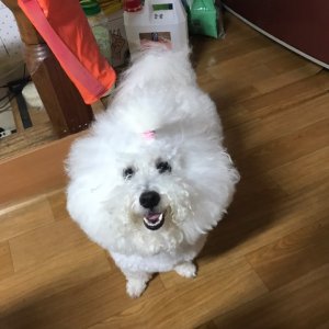 강아지분실실종 경상남도 창원시 의창구