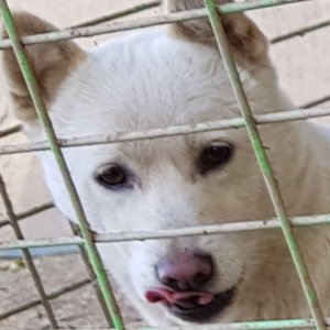 강아지분실실종 경기도 과천시