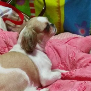 강아지분실실종 서울특별시 양천구