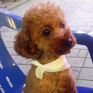 강아지분실실종 대구광역시 달서구