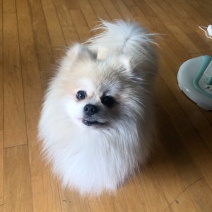 강아지분실실종 서울특별시 동작구