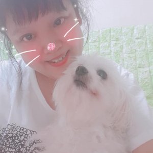 강아지분실실종 서울특별시 강북구