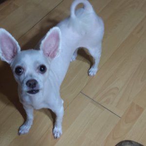 강아지분실실종 경기도 시흥시