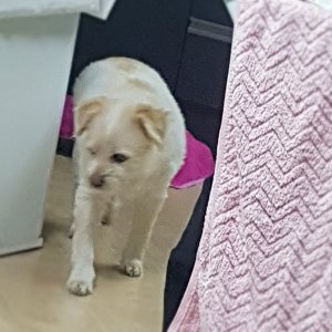 강아지분실실종 전라북도 익산시