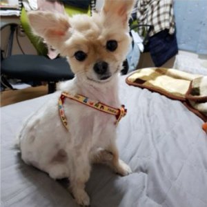 강아지분실실종 서울특별시 은평구