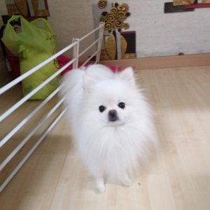 강아지분실실종 경기도 의정부시