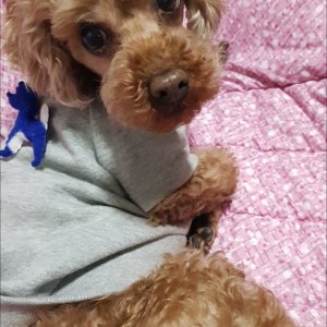 강아지분실실종 울산광역시 중구