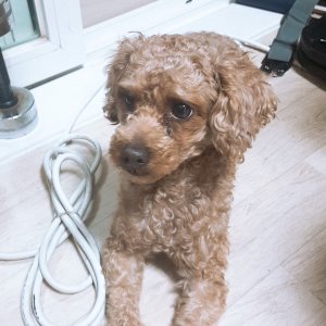 강아지분실실종 광주광역시 광산구