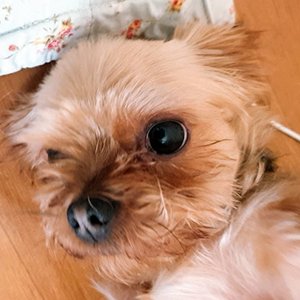 강아지분실실종 경상북도 칠곡군