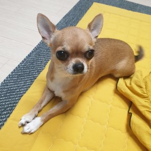 강아지분실실종 대구광역시 수성구