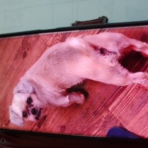 강아지분실실종 경기도 양주시