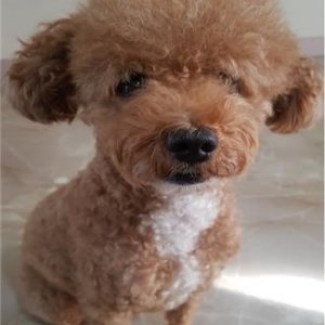 강아지분실실종 광주광역시 광산구