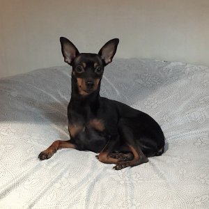 강아지분실실종 서울특별시 관악구