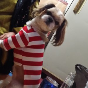 강아지분실실종 강원도 속초시