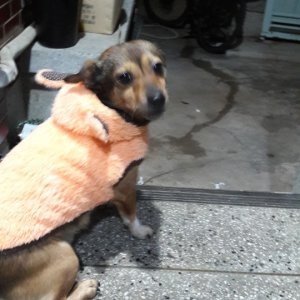 강아지분실실종 대구광역시 동구