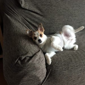 강아지분실실종 경상북도 안동시