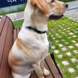 강아지분실실종 경기도 김포시