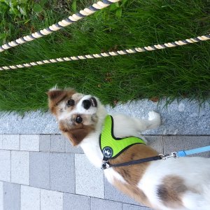 강아지분실실종 충청남도 부여군