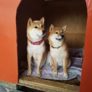 강아지분실실종 경기도 광주시
