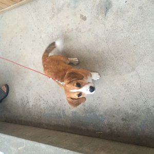 강아지분실실종 부산광역시 동구
