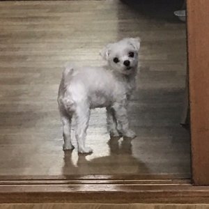 강아지분실실종 대구광역시 북구