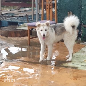 강아지분실실종 부산광역시 강서구