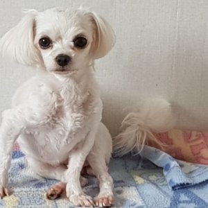 강아지분실실종 전라남도 광양시