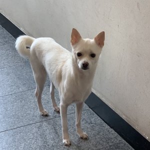 강아지분실실종 서울특별시 노원구