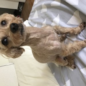 강아지분실실종 경기도 성남시 수정구