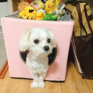강아지분실실종 전라북도 김제시